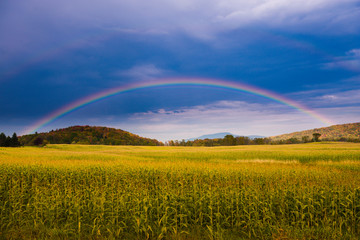 Rainbow over a golden field of corn.