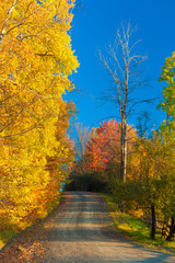 Fototapeta na wymiar Gravel road on a sunny fall foliage morning.