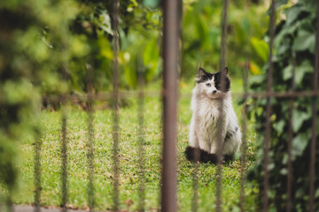 Cat behind the fence. Urban pet.