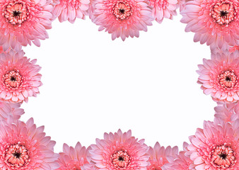 gerbera flower isolated