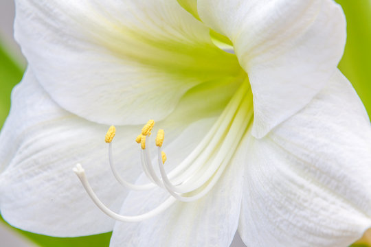 lys, fleur blanche