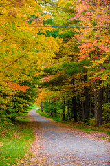 Gravel road leading through a canopy of trees.