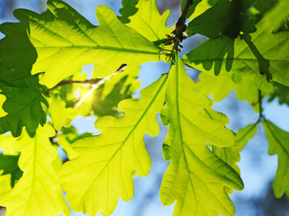 oak leaves