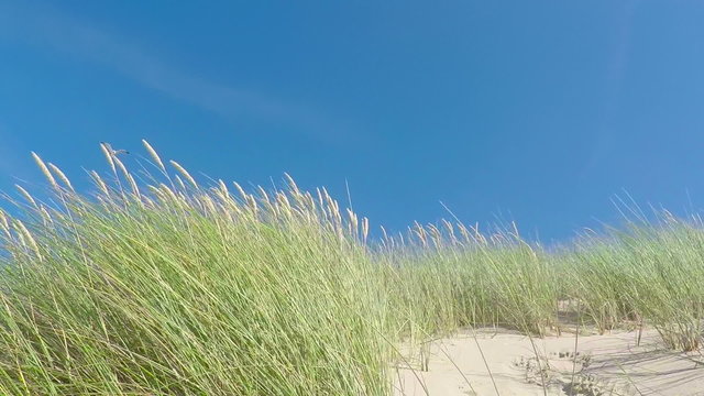 Dune Grass Moving - Slow Motion