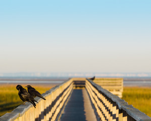 Marsh walkway at dawn with birds and open sky, copy space