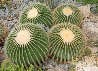 Goldkugelkaktus - Echinocactus grusonii