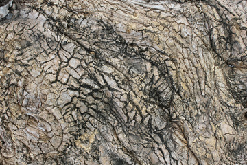 fragment the cracked bark of the old tree covered