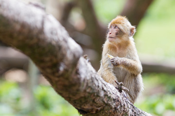 Barbary Macaque (Macaca sylvanus)