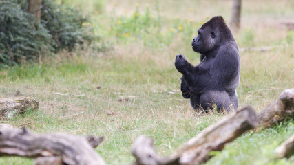 Silver backed male Gorilla