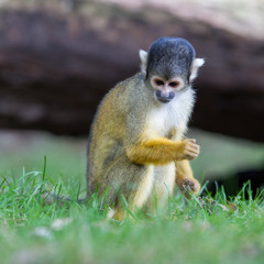 Small common squirrel monkeys (Saimiri sciureus)