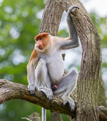 Proboscis monkey in a tree