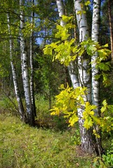 autumn forest,