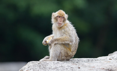 Barbary Macaque (Macaca sylvanus)