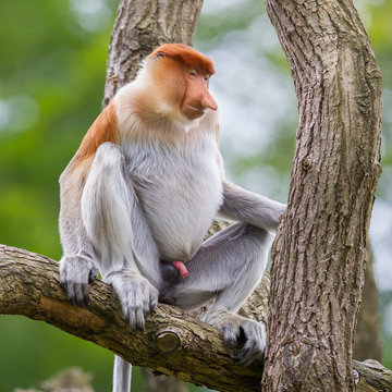 Proboscis monkey in a tree