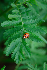 Marienkäfer (Coccinellidae) auf grünen Blättern