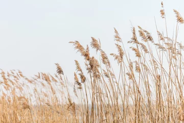 Foto op Canvas Seedy reed stalks © Maksim Shebeko