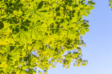 green leaves treetop with blue sky background vertical