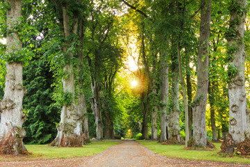 green forest pathway with beautiful sunrays coming through