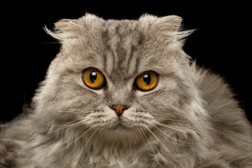 Closeup Highland Fold Cat on Black