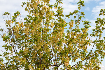 Acer negundo. Arce negundo.
