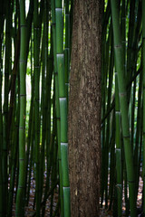  Bamboo stem and tree trunk