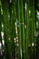 Obraz na płótnie Canvas Bamboo stem