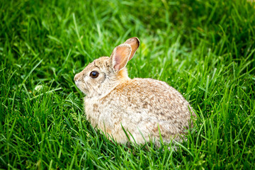 Fluffy rabbit