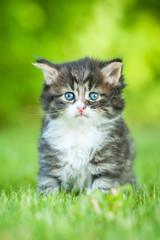 Naklejka na ściany i meble Little tabby kitten sitting outdoors in summer