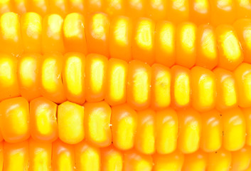 Corn closeup