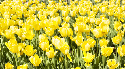 Yellow tulips