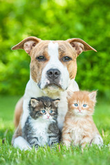 Naklejka premium American staffordshire terrier dog with two little kittens