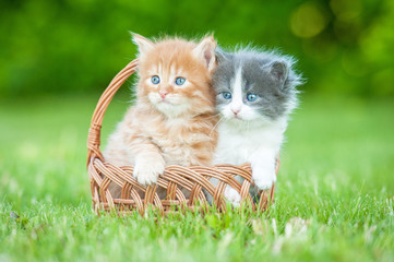 Naklejka na ściany i meble Two little kittens sitting in the basket