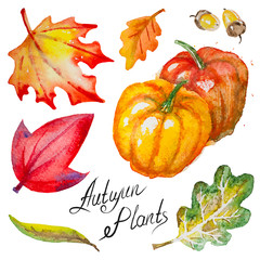 Vector autumn pumpkins,leaves and acorns