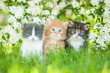 Three little kittens sitting near white flowers