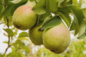 Груши на дереве