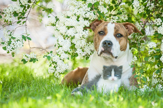 American staffordshire terrier dog with little kitten lying in flowers
