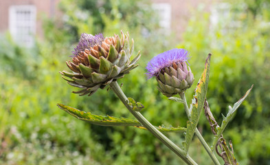 Violet blooming artichoke plant in a  garden