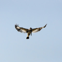 Kingfisher hovering