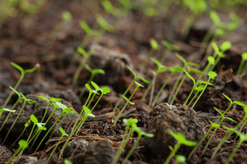 Green seedlings in new life and water