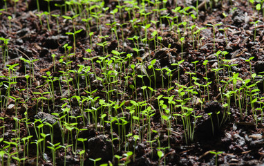 Green seedlings in new life and water