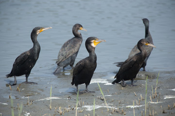 カワウ（河鵜）