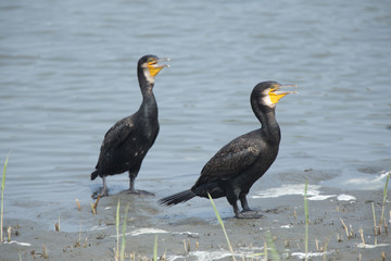 カワウ（河鵜）　2羽