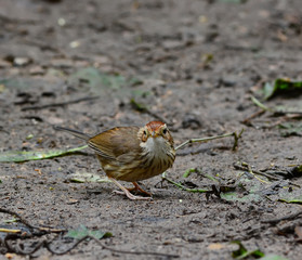 Bird Puff Throat-ed babbler On the ground