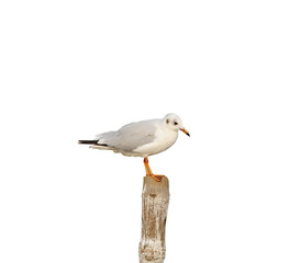 Seagull on a tree stump isolated on white background