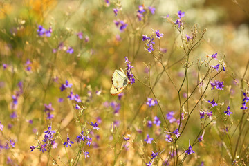 steppe grass flowers butterfly