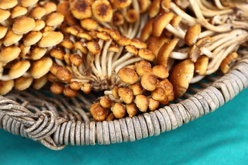 Nameko Mushrooms