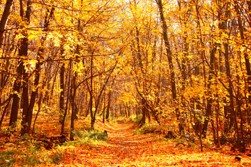 Road in autumn forest