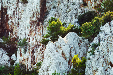 Picturesque landcape of white rocks with green plants