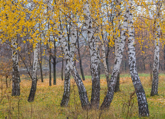Autumn forest with yellow birches 