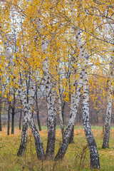 Autumn forest with yellow birches 